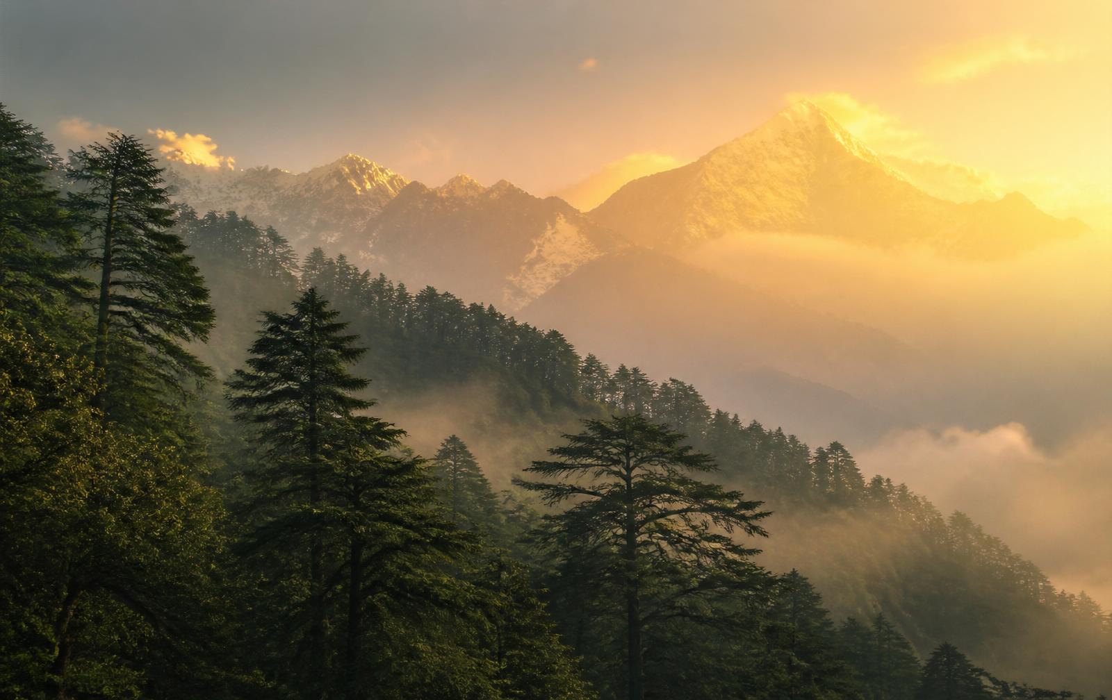 Himalayan forest at dawn